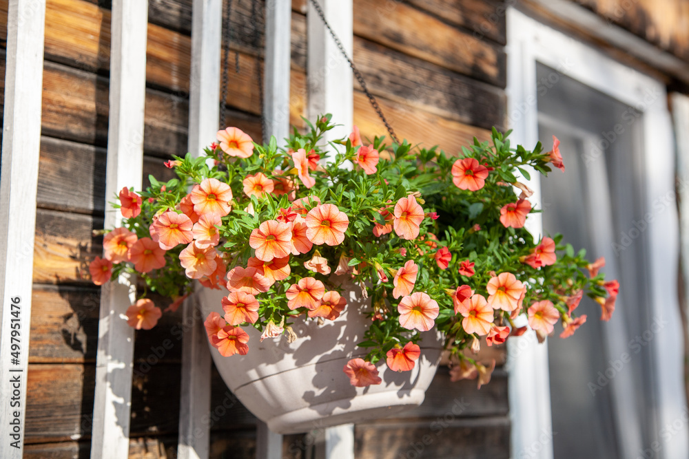 Orange calibrachoa in a white hanging pot against a wooden wall.