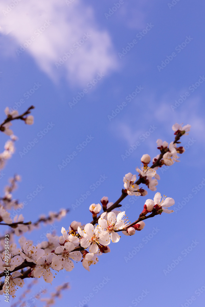 Beautiful branches of a flowering tree against a blue sky.Beautiful sakura flowers in the spring season in the park.texture of a floral pattern, natural background. Blossom trees. Macro. Beautiful branches of a flowering tree against a blue sky.Beautiful sakura flowers in the spring season in the park.texture of a floral pattern, natural background. Blossom trees. Macro.
