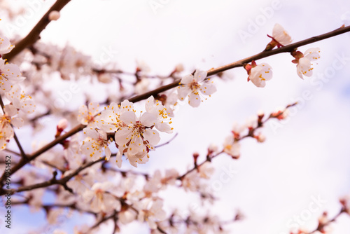 Beautiful branches of a flowering tree against a blue sky.Beautiful sakura flowers in the spring season in the park.texture of a floral pattern, natural background. Blossom trees. Macro.