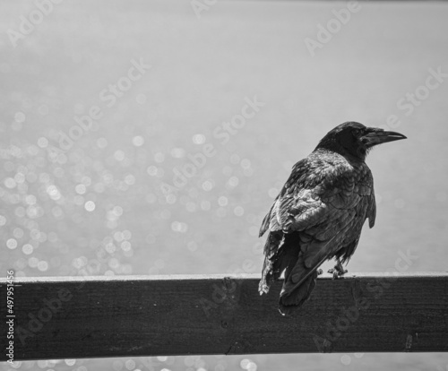 crow on the fence