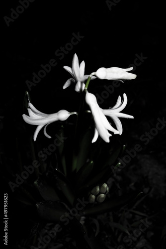 Beautiful snowdrops in the night darkness