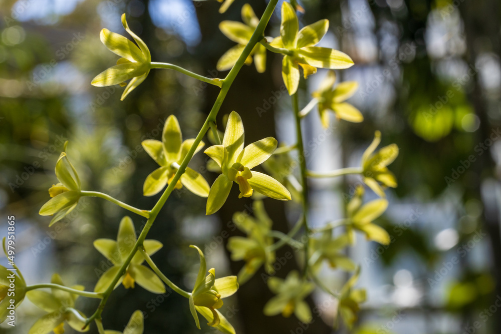 Triteleia ixioides flower