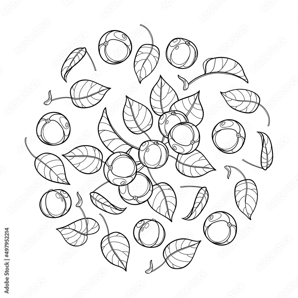 Round bunch of outline poisonous Manchineel tree in black isolated on white background. Round bunch of outline poisonous Manchineel tree in black isolated on white background.
