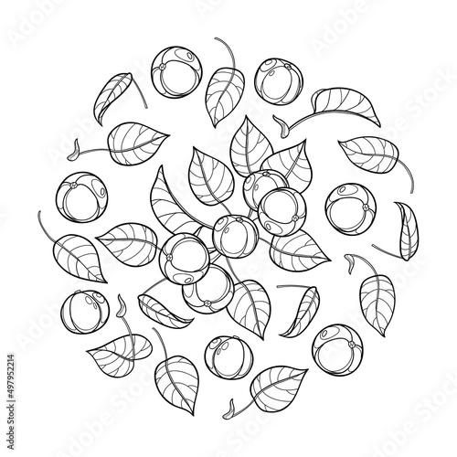 Round bunch of outline poisonous Manchineel tree in black isolated on white background. photo