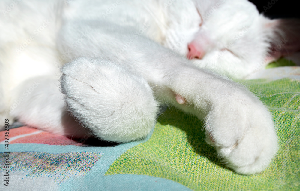 paws of a lying white cat paws of a lying white cat