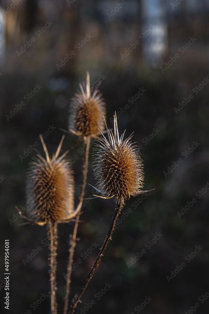 Obraz premium Dry inflorescences of a meadow plant on an autumn day. Dry inflorescences in the form of cones. Vertical image. Selective focus.