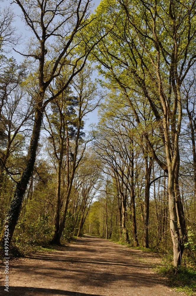 Communal forest of Saint-Pierre-Lès-Elbeuf