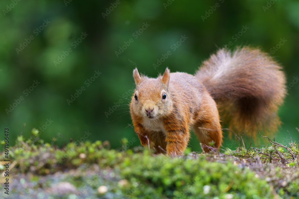 Eurasian red squirrel (Sciurus vulgaris) searching for food in the forest in the Netherlands. Eurasian red squirrel (Sciurus vulgaris) searching for food in the forest in the Netherlands.