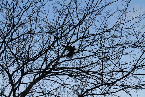 A silhouette of a bird in between tree branches with blue sky in the background