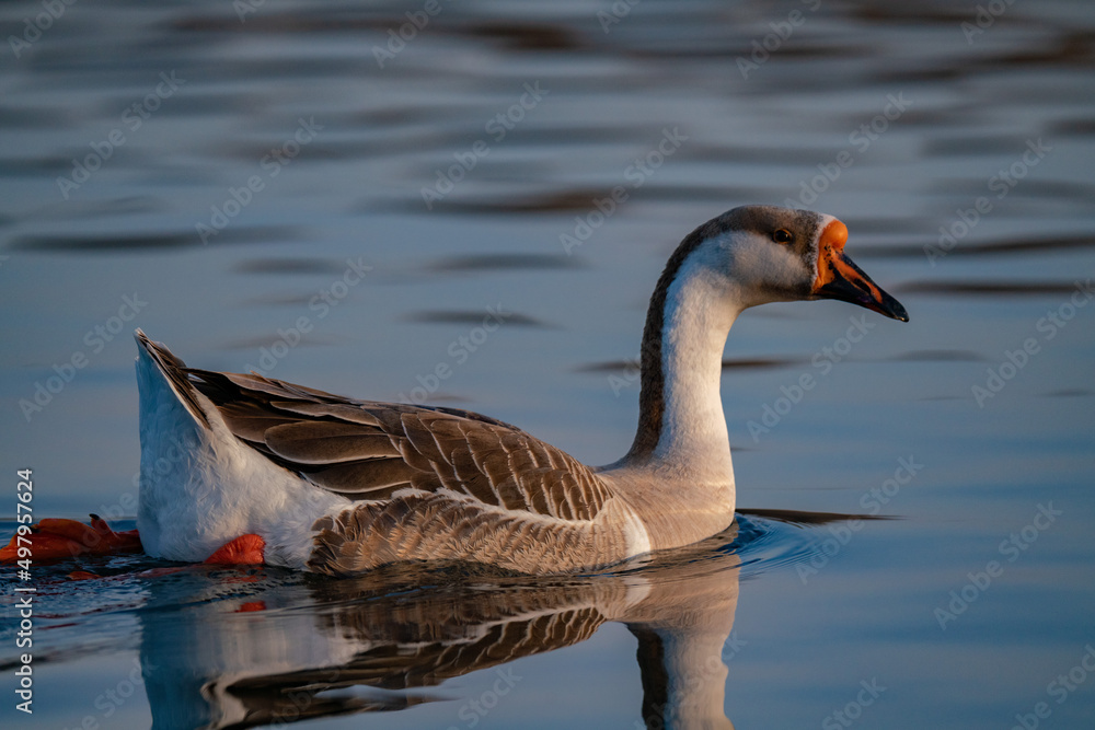 When winter comes, geese forage freely, swim and fly in groups in the river. When winter comes, geese forage freely, swim and fly in groups in the river.