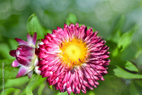 Pink immortelle flower on a green unfocused background of leaves. Selective focus