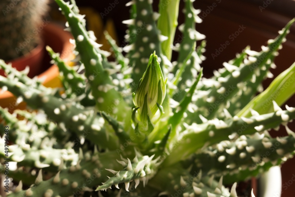 Aloe humilis, also known as spider aloe is a species of succulent plant in the genus Aloe Aloe humilis, also known as spider aloe is a species of succulent plant in the genus Aloe