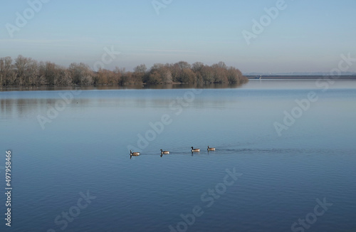 A tranquil view of geese swimming in a calm blue lake on a clear winter day. 