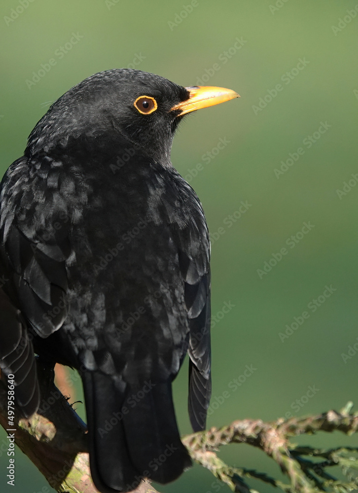 A close-up selective focus image of a male blackbird perching in a fir tree against a defocused green background. 