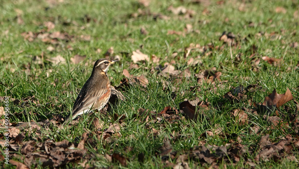 A redwing perching on the grass in winter.  