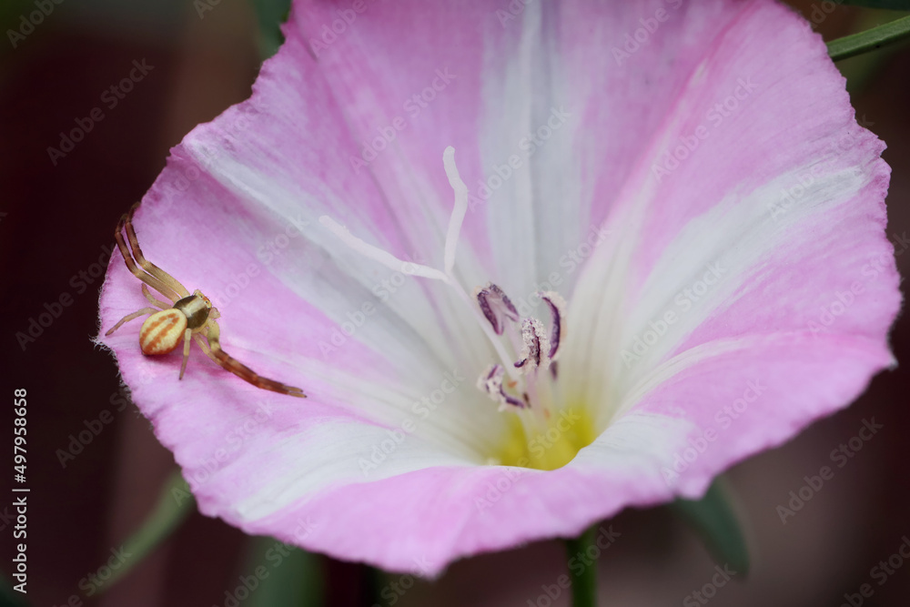 A flower spider (Misumena vatia) of the family of Sidewalker Spiders (Thomisidae) is waiting for its victim on the flower of a pink and white convolvulus (Convolvulus arvēnsis). A flower spider (Misumena vatia) of the family of Sidewalker Spiders (Thomisidae) is waiting for its victim on the flower of a pink and white convolvulus (Convolvulus arvēnsis).