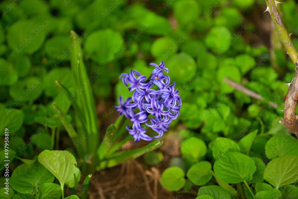 blue flowers