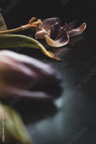 Photos Tulpen, verwelkt und alt