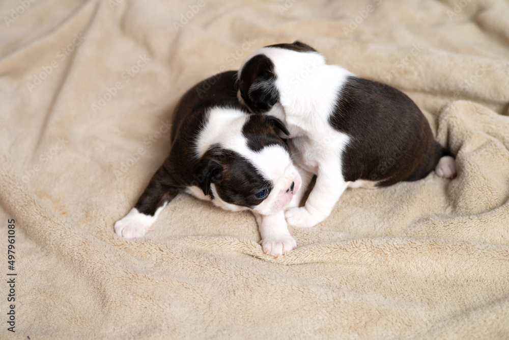A tiny Boston Terrier puppy lies on a beige blanket. Pets. Dog. Sweet. Cute A tiny Boston Terrier puppy lies on a beige blanket. Pets. Dog. Sweet. Cute