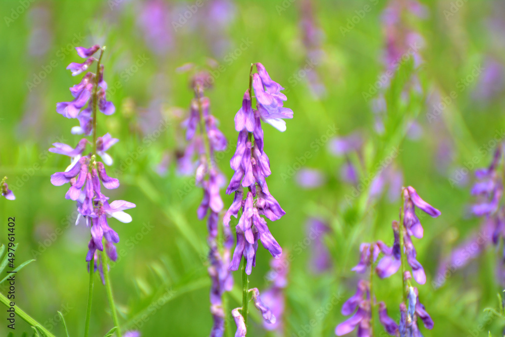 In the wild, Vicia tenuifolia blooms In the wild, Vicia tenuifolia blooms