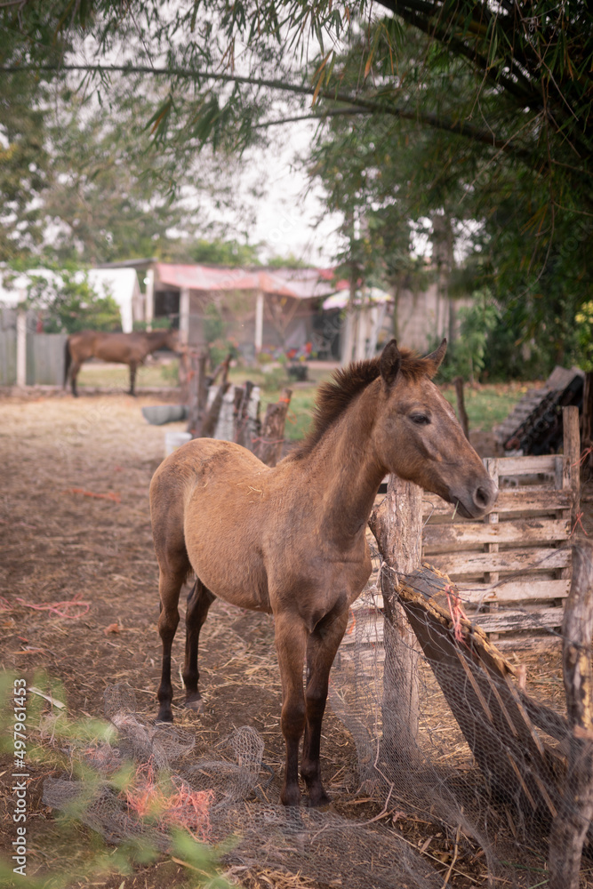 Fototapeta premium A brown colt is standing inside of an outdoors big stable with more horses in the background