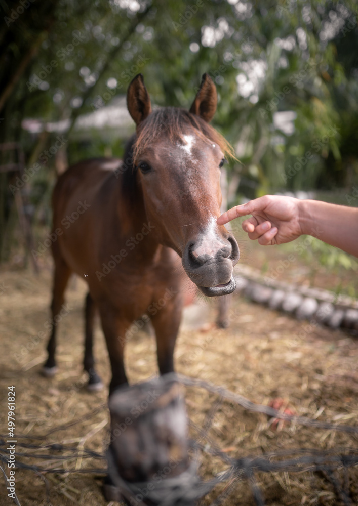 A brown horse is reacting with a funny face when a finger is trying to touch him A brown horse is reacting with a funny face when a finger is trying to touch him