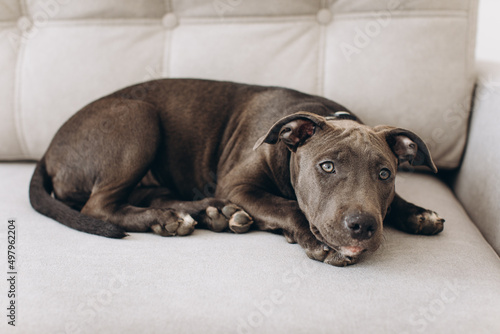 Amstaff puppy dog lying on a gray sofa at home.