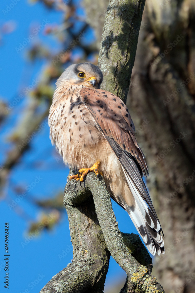 Common Kestrel in springtime Common Kestrel in springtime