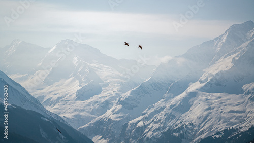 flying raven birds on the sky in the alps. the hohe tauern national park, at a sunny winter day © Chamois huntress