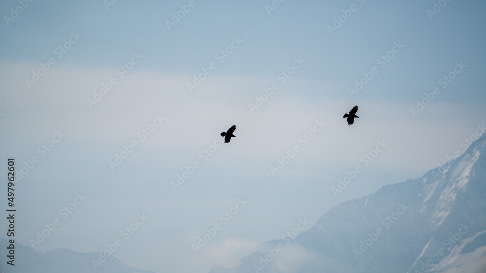 flying raven birds on the sky in the alps. the hohe tauern national park, at a sunny winter day