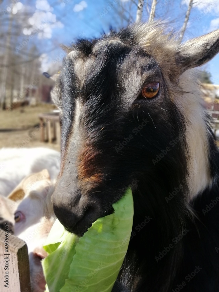 two funny black and white goats standing on a fence and begging for food on a sunny spring day on an animal farm two funny black and white goats standing on a fence and begging for food on a sunny spring day on an animal farm