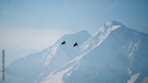 flying raven birds on the sky in the alps. the hohe tauern national park, at a sunny winter day