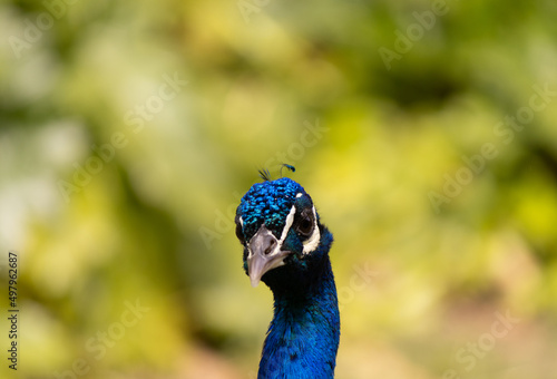 close up portrait of peacock