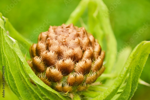 An exotic flower bud on a defocused natural background. Selective focus photo