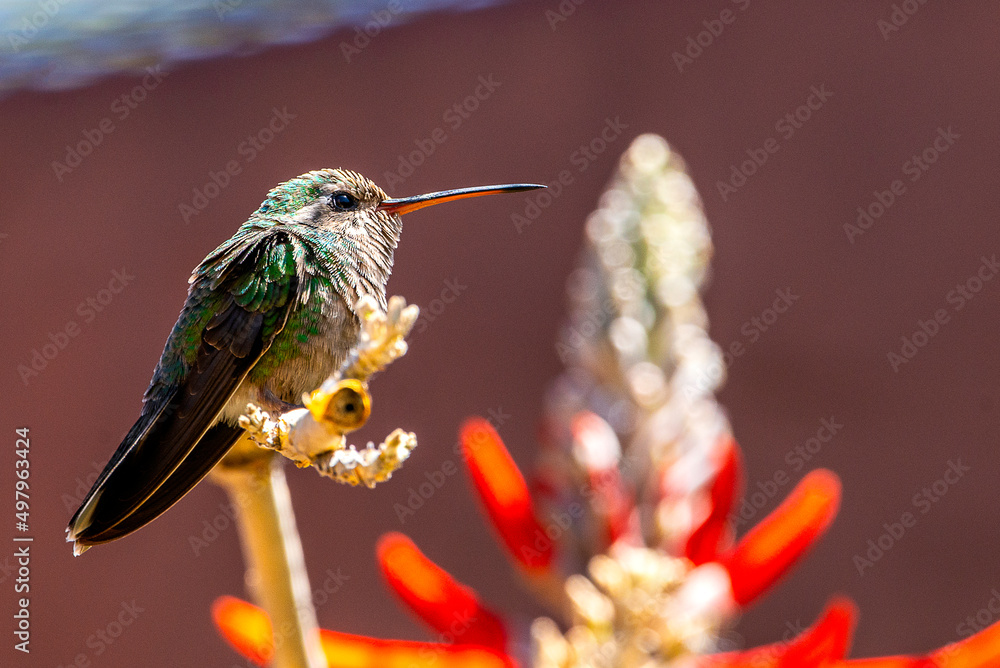 Fototapeta premium hummingbird on a branch