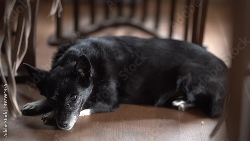 A beautiful old half-breed dog looks straight into the camera, lying on the floor.A black mutt with long nails on a dark background in the room. High quality FullHD footage