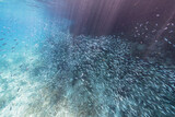 Seascape with School of Fish, juvenile Boga fish in the coral reef of the Caribbean Sea, Curacao