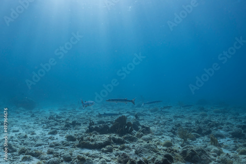 Seascape with Barracuda, coral, and sponge in the coral reef of the Caribbean Sea, Curacao