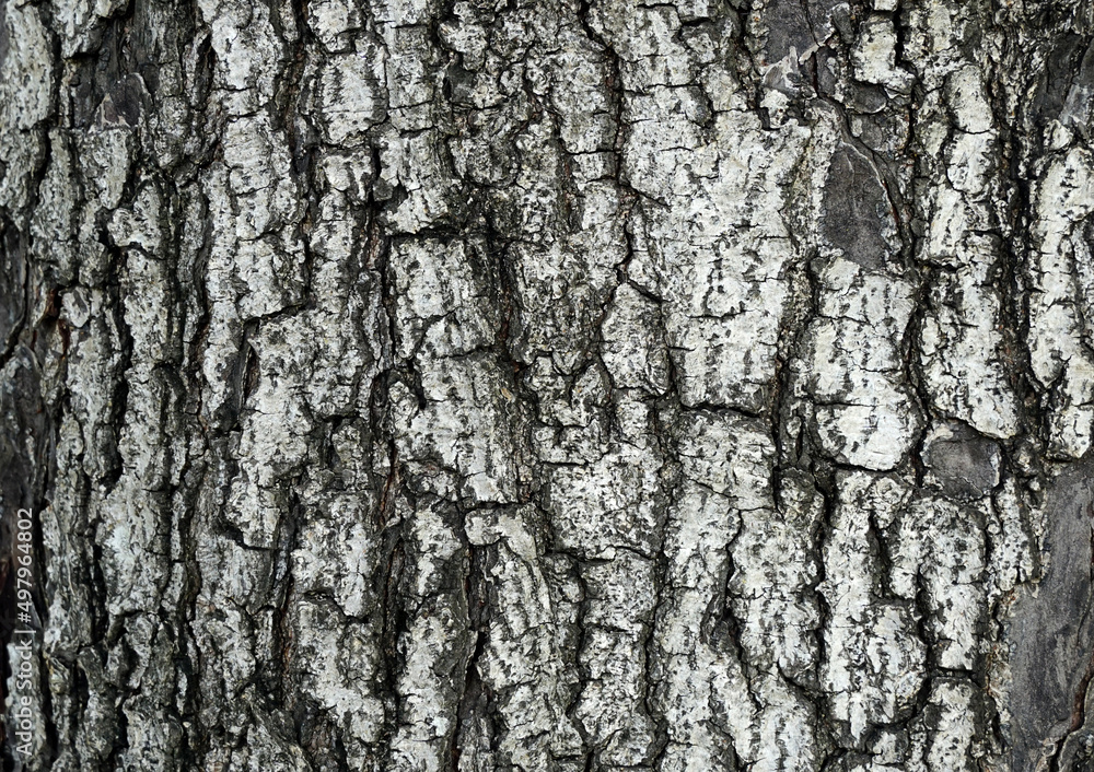 Bark of tree in forest. Closeup stock photography. Bark of tree in forest. Closeup stock photography.