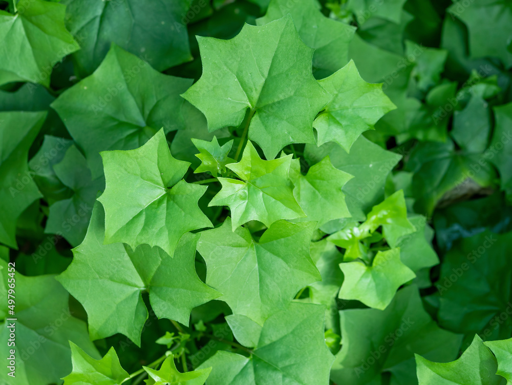 Close up detail with green leaves foliage of Delairea odorata also known as cape ivy or german ivy Close up detail with green leaves foliage of Delairea odorata also known as cape ivy or german ivy