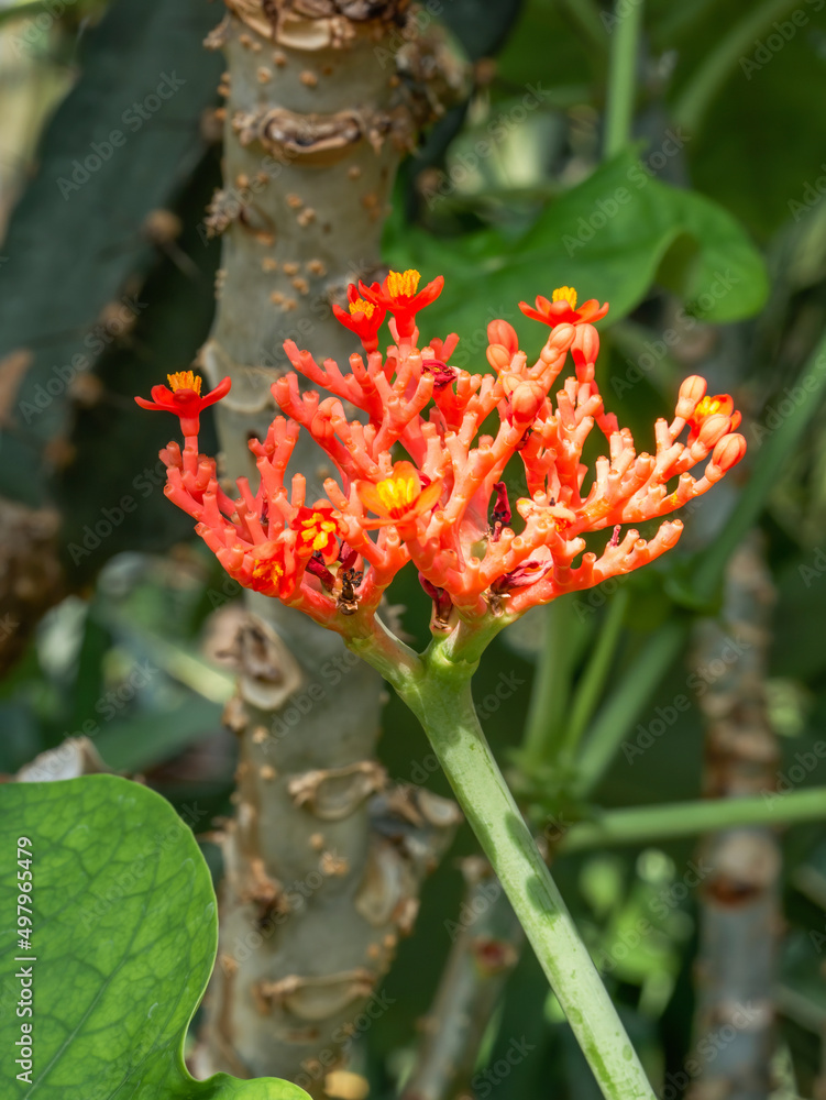 Close up with Jatropha podagrica succulent red flower plant also known as Gout Plant, Gout Stalk, Guatemalan Rhubarb, Coral Plant, Buddha belly Close up with Jatropha podagrica succulent red flower plant also known as Gout Plant, Gout Stalk, Guatemalan Rhubarb, Coral Plant, Buddha belly