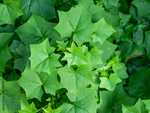 Close up detail with green leaves foliage of Delairea odorata also known as cape ivy or german ivy