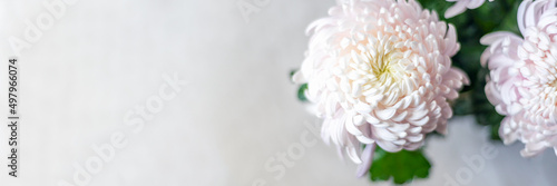 Foto A bouquet of huge light pink chrysanthemum morifolium flowers, banner size