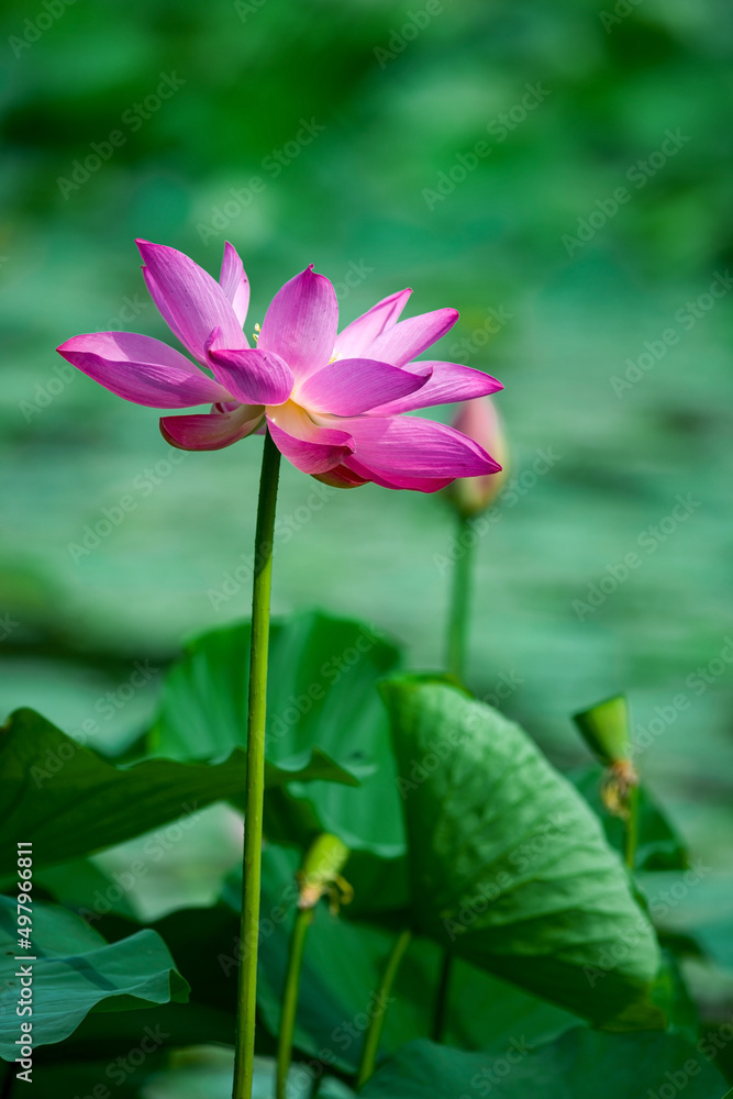 The lotus is graceful and graceful