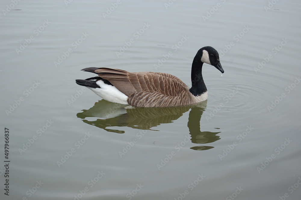 Wild Canadian goose swimming in the waters of Howards Pond, in Elkton, Cecil county, Maryland. Wild Canadian goose swimming in the waters of Howards Pond, in Elkton, Cecil county, Maryland.