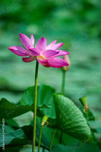 The lotus is graceful and graceful