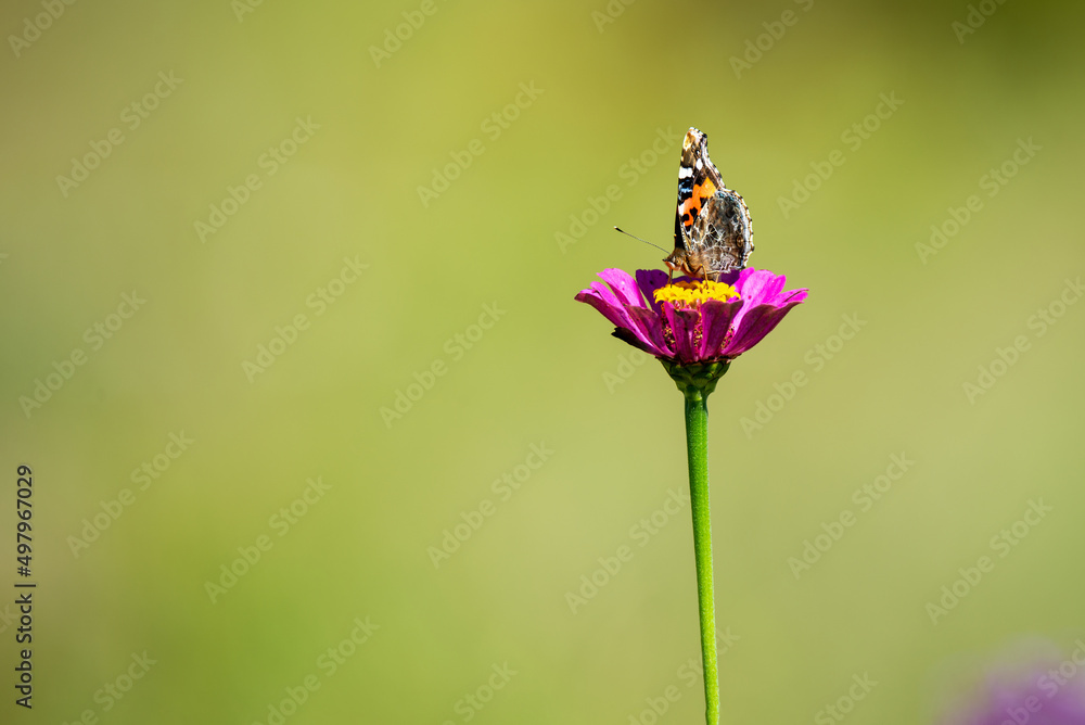 Red butterflies fluttered among the flower Red butterflies fluttered among the flower