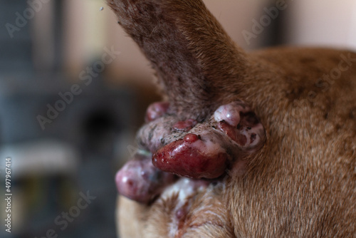 Perianal adenoma in an old dog. The condition of the skin of the anal of the animal before castration. Paraanal glands of a dog. Health of dogs. Pet care. photo