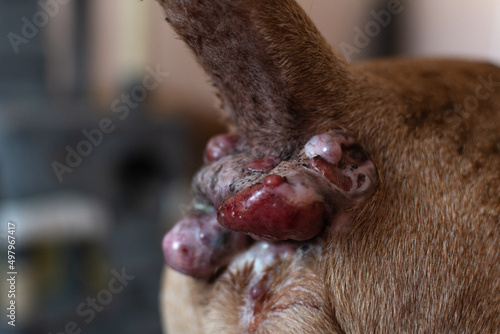 Perianal adenoma in an old dog. The condition of the skin of the anal of the animal before castration. Paraanal glands of a dog. Health of dogs. Pet care. photo