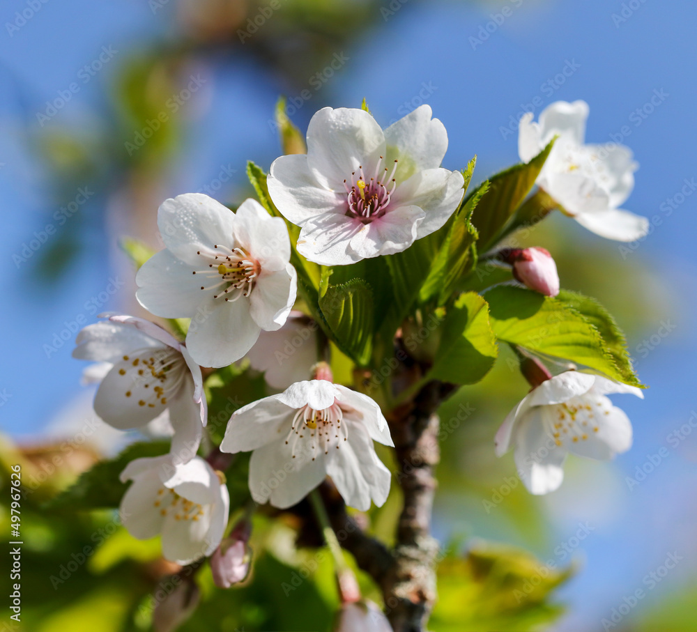 Spring blossoms of 